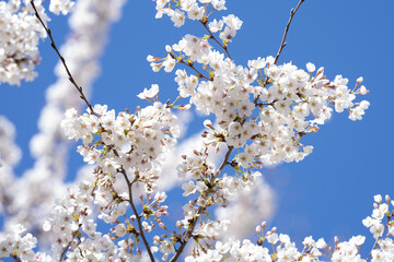White blossom tree. Spring flower background. Blossom cherry tree in spring time. Blossom tree over blue sky. Blossoming tree brunch with white flowers.