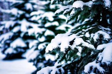 33 snow laden evergreen