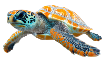 turtle isolated on white background