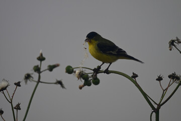 Goldfinch feeding on Wildflower Seeds