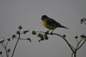 Goldfinch feeding on Wildflower Seeds