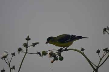 Goldfinch feeding on Wildflower Seeds