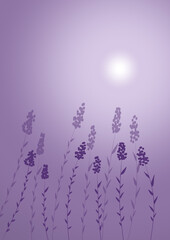 lavender flowers background