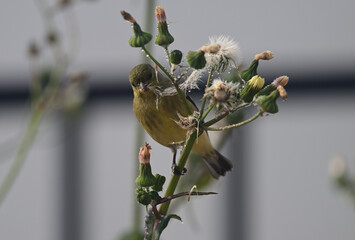 Goldfinch feeding on Wildflower Seeds
