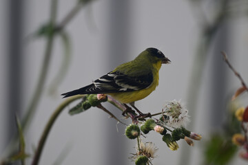 Goldfinch feeding on Wildflower Seeds