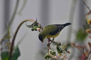 Goldfinch feeding on Wildflower Seeds
