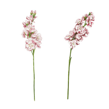 Mathiolla flowers. Set of pink delicate inflorescences. There are many small flowers on the long stem. Watercolor illustration. Set of drawings. No background