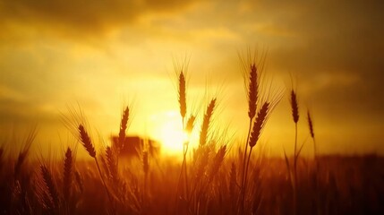 Fototapeta premium Golden Wheat Field at Sunset with Sunlight Illumination and Dramatic Sky