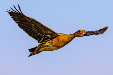 Plumed Duck 0021