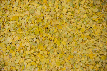 texture of yellow ginkgo leaves