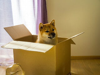 Close-up of cute Shiba Inu sitting in a cardboard box moving into new home. Gift concept. High quality photo