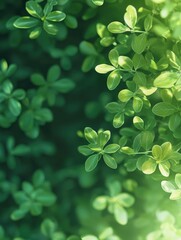 Green leaf close-up