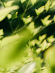 Abstract green nature motion blur