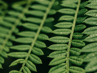 Tree foliage