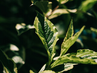 Tree foliage