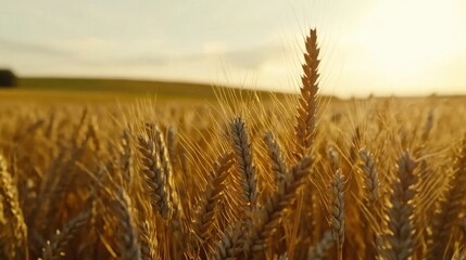 Naklejka premium Golden Wheat Field Under Bright Sunlight with Clear Blue Sky and Horizon