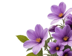 Obraz premium purple flowers, isolated on transparent background. Perfect for botanical and decorative designs.
