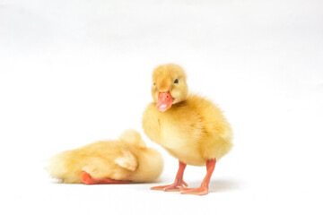 two yellow ducklings on white