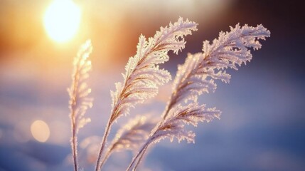 Frosty Grass Under Morning Sunlight in a Winter Landscape