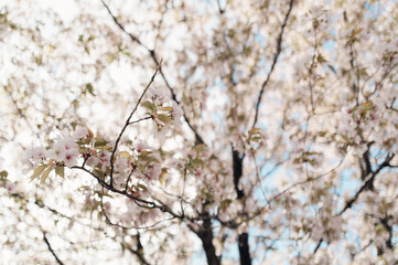 Cherry Blossoms on Branches with Soft Spring Light