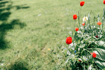 Red Tulips Blooming in a Green Lawn