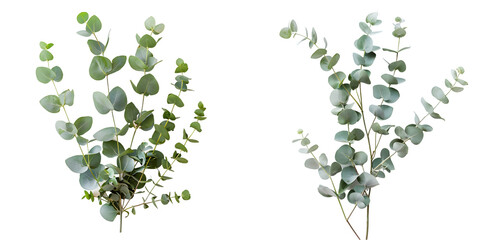fresh eucalyptus twig : branch with green seeds, used in bouquets as well as for essential oils for cosmetics and perfumery. Generative AI.
