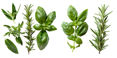 Fresh green organic basil and rosemary leaves. Generative AI.