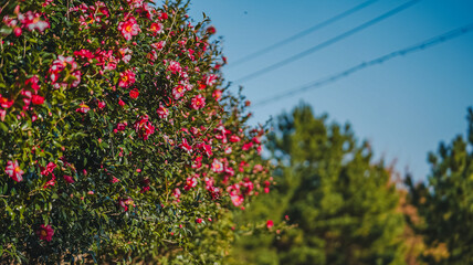 flowers in the garden