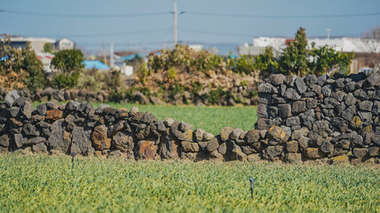 hay bales in a field