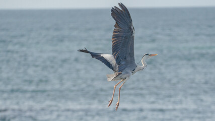 heron in flight