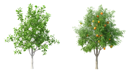 trees with fruits collections on white background PNG.AI GENERATED