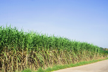 Sugarcane growing inside the farm in countryside of Thailand