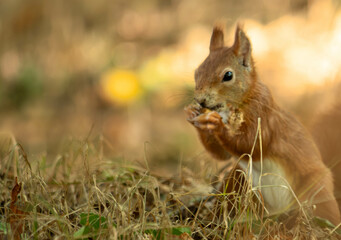 squirrel eating nut
