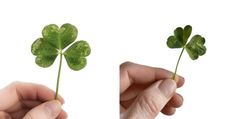 Holding a lucky four leaf clover, good luck shamrock, or lucky charm isolated on a white background. Generative AI.