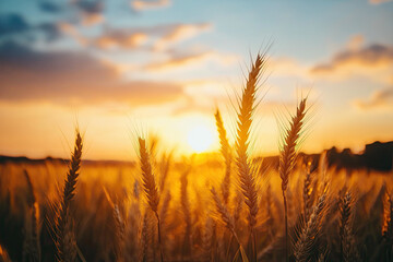 Naklejka premium Golden sky just before sunset with a warm, inviting glow across the horizon