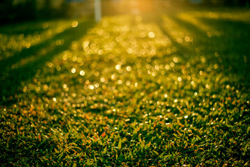 Bokeh from sunlight shining on dew drops in the morning, out of focus