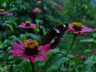 monarch butterfly on flower