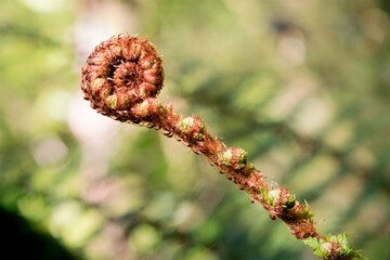 Growing Fern Leaves Unfurling, Closeup of Nature’s Renewal