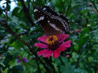 butterfly on flower