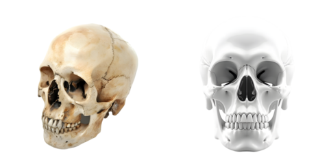 Human skull isolated on a white background. Generative AI.