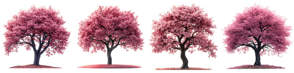 Set of a vibrant pink cherry tree in bloom, isolated on a transparent background.