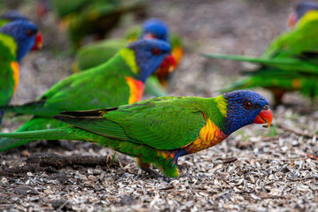 Rainbow Lorikeets close up