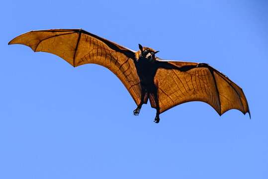 Flying fox 0003