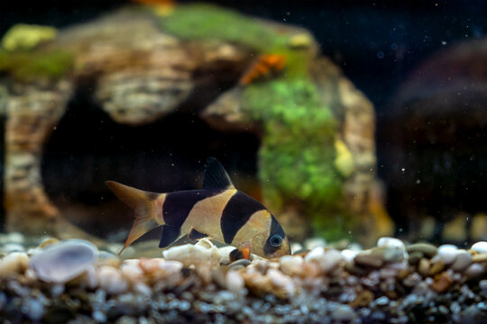 Colorful Clown aquarium Fish - Botia macracanthus