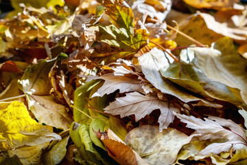 autumn foliage close up