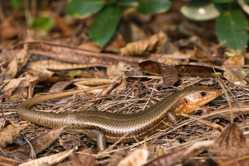 キシノウエトカゲ Kishinoue's blue-tailed skink