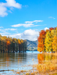 Beautiful scenery of the Metasequoia forest at Siming Lake in Yuyao, Ningbo, Zhejiang