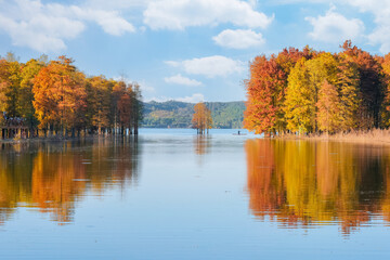 Beautiful scenery of the Metasequoia forest at Siming Lake in Yuyao, Ningbo, Zhejiang