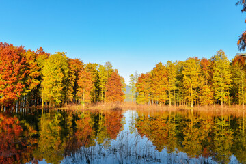 Beautiful scenery of the Metasequoia forest at Siming Lake in Yuyao, Ningbo, Zhejiang