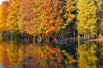 Beautiful scenery of the Metasequoia forest at Siming Lake in Yuyao, Ningbo, Zhejiang